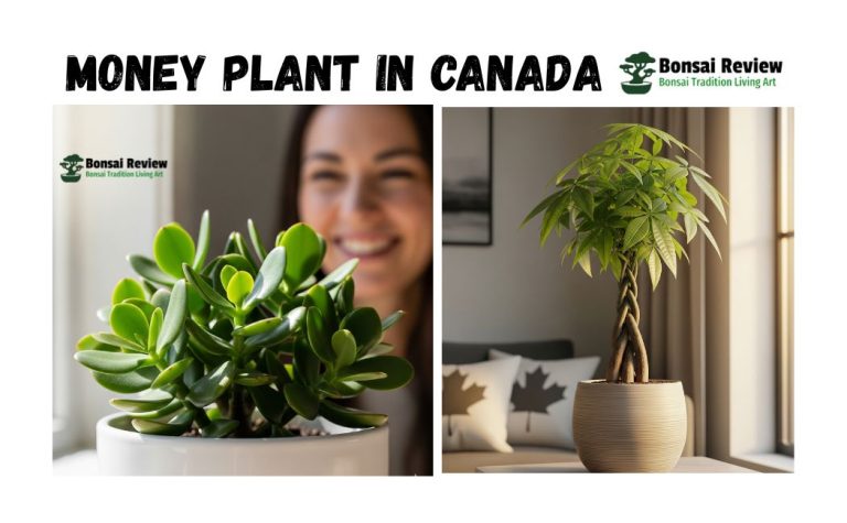 Money Plant in Canada with Bonsai review