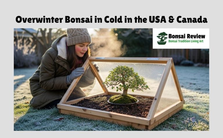 Overwinter Bonsai USA and Canada with bonsai review