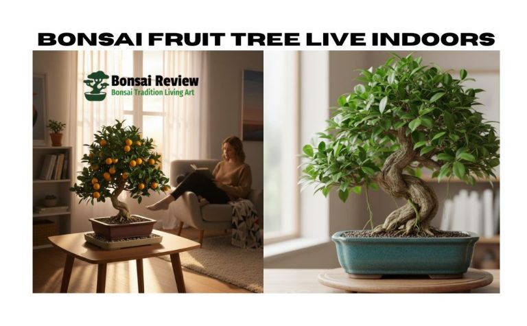 Bonsai fruit tree live indoors with bonsai review