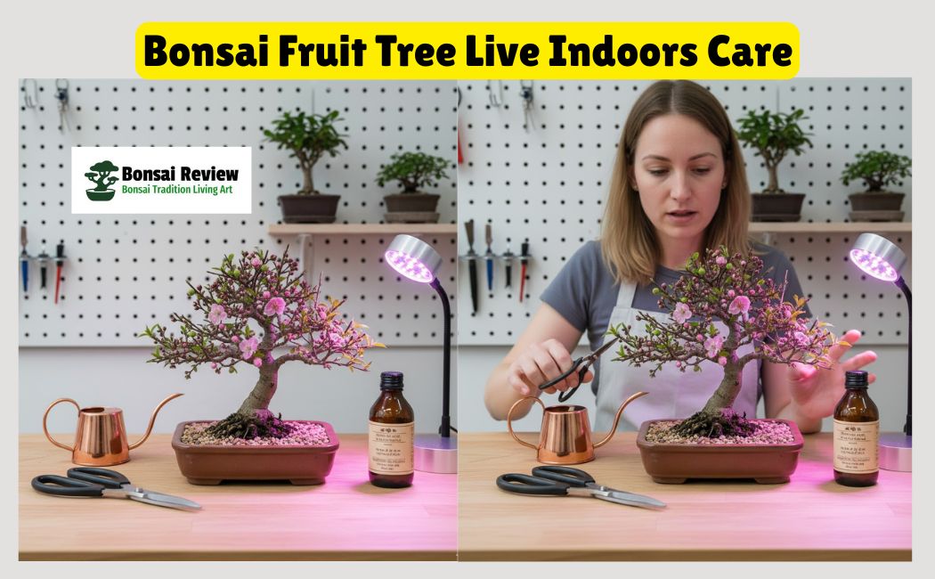 Bonsai fruit tree live indoors care