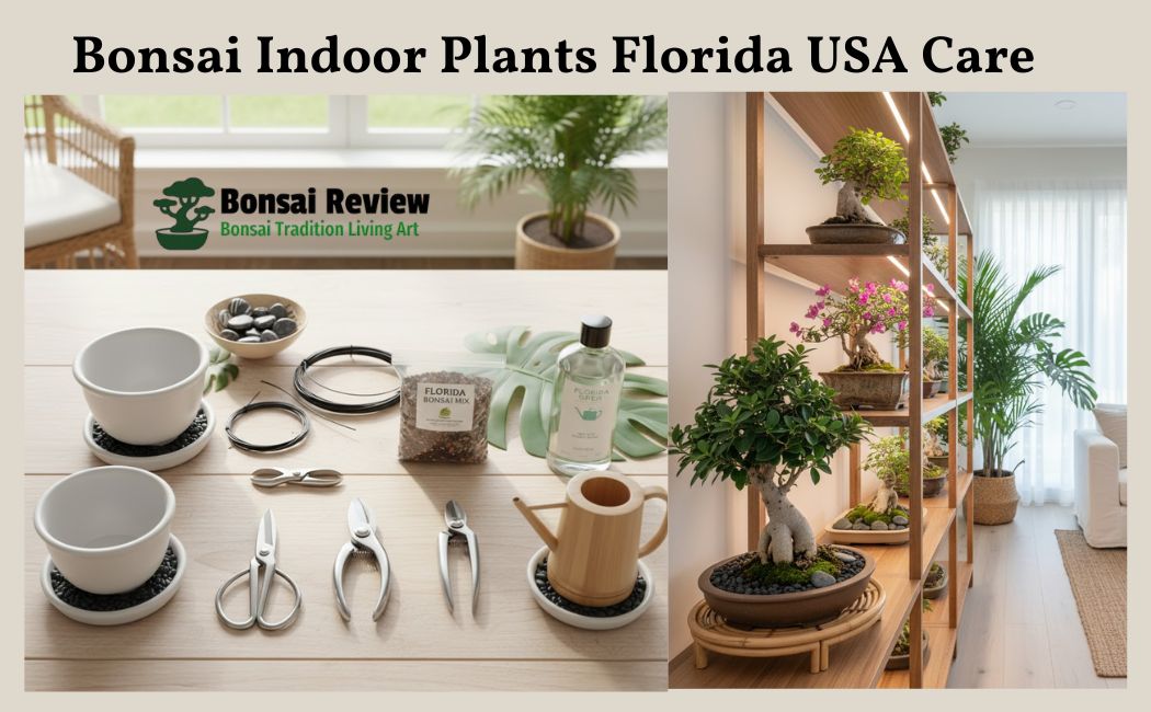 Bonsai Indoor Plants Florida USA Care with Bonsai Review
