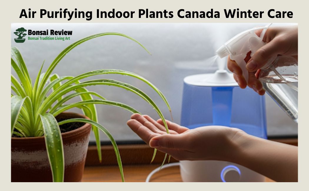 Care for a Bonsai Tree in Canada: Best Indoor & Outdoor Beginners' Tips with bonsai review