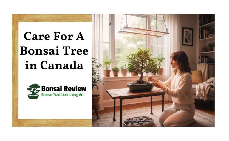 Care for a Bonsai Tree in Canada: Best Indoor & Outdoor Beginners' Tips.