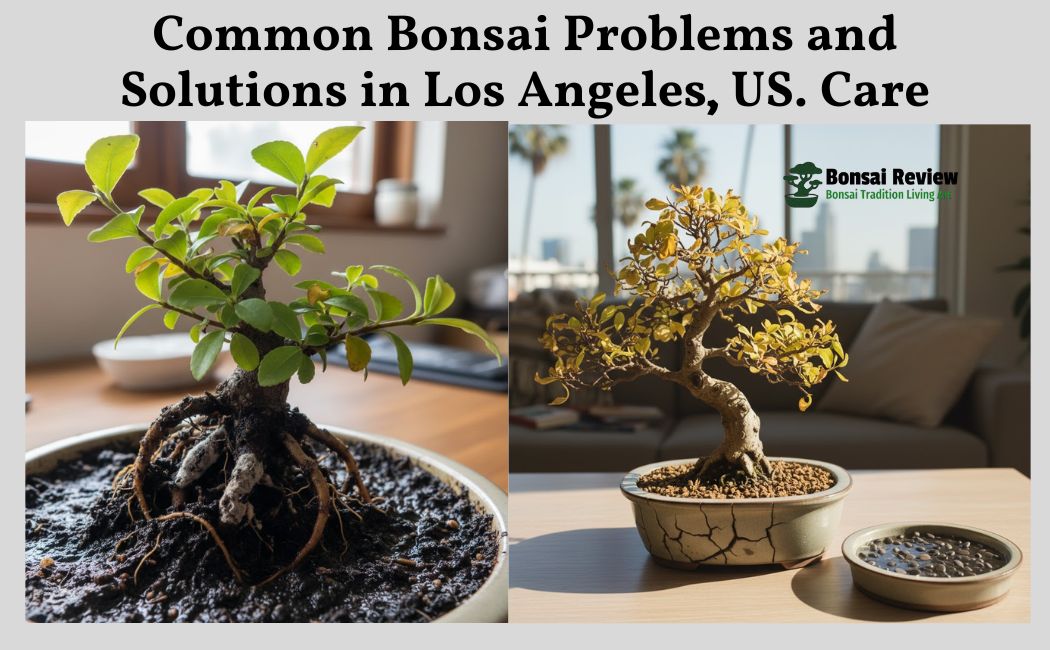Common Bonsai Problems and Solutions in Los Angeles, US. and Bonsai review