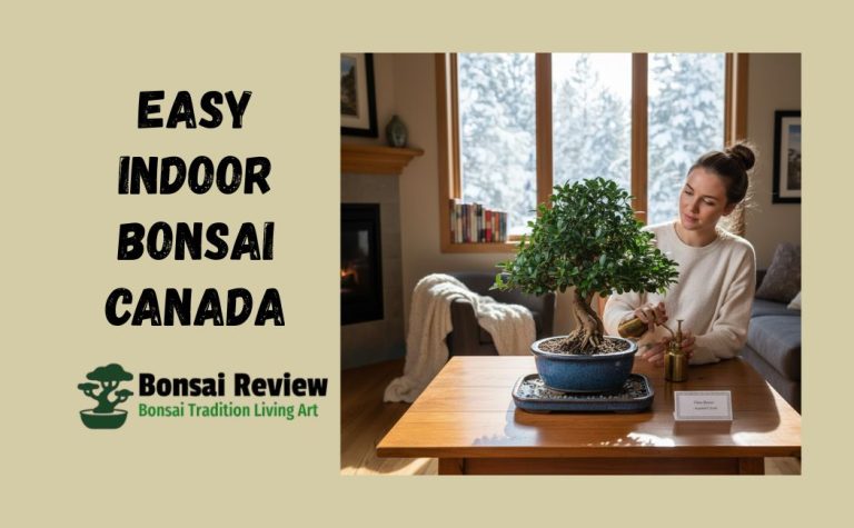 Easy Indoor Bonsai Canada winter weather with bonsai review