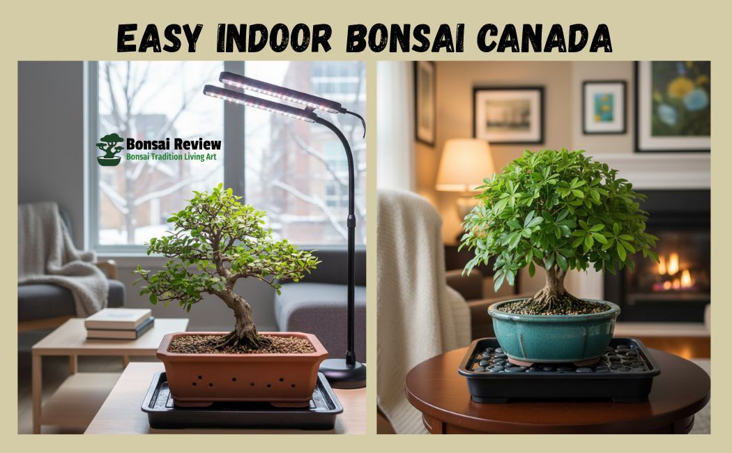 Easy Indoor Bonsai Canada with bonsai review