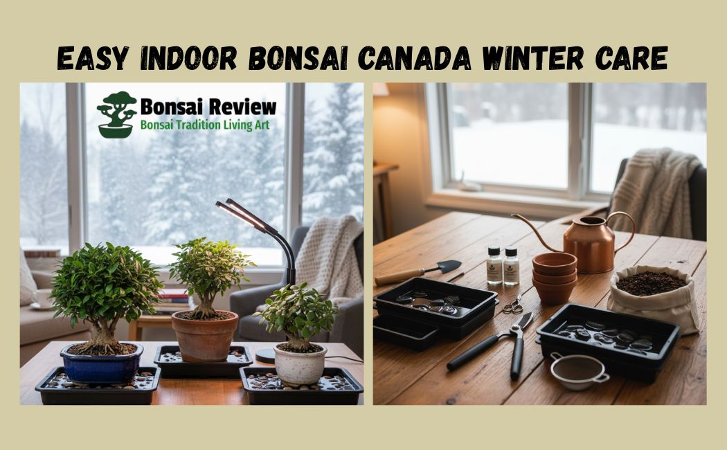 Easy Indoor Bonsai Canada winter care with bonsai review