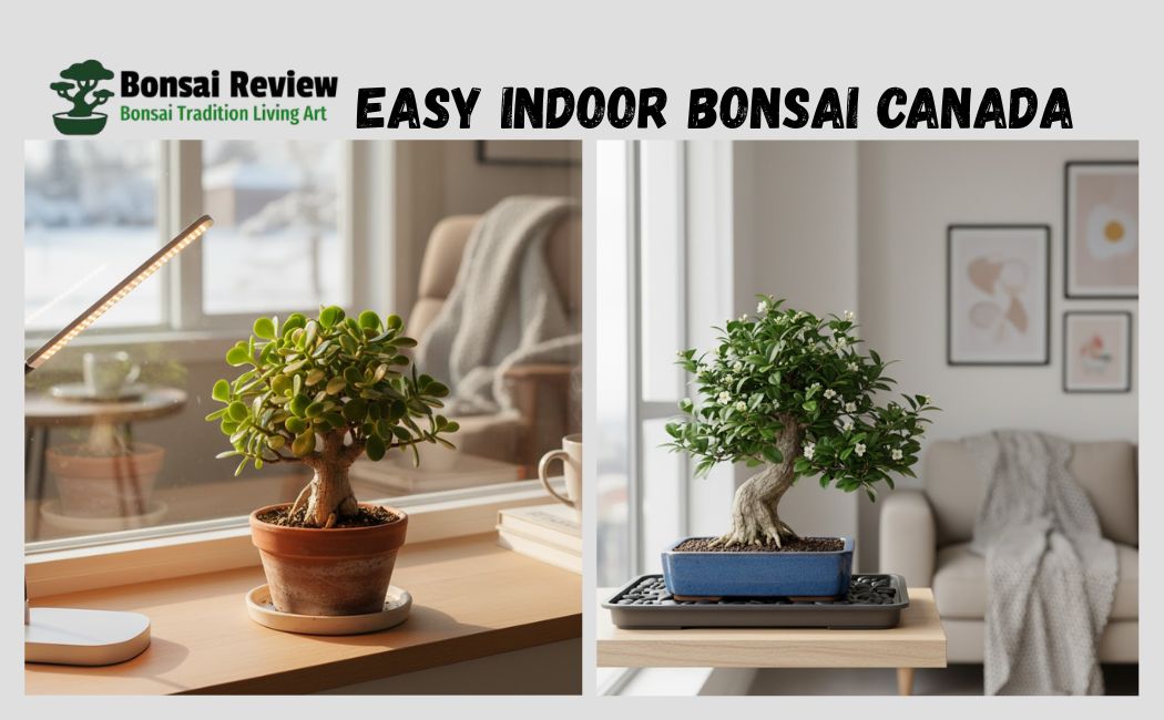 Easy Indoor Bonsai Canada desk setup with bonsai review