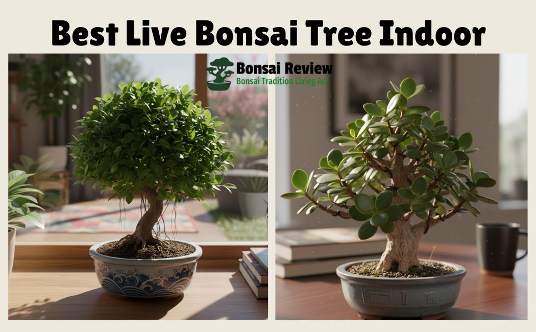 Live Bonsai Tree Indoor with bonsai review