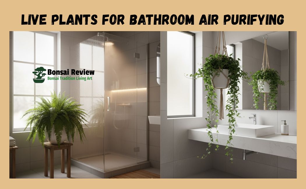 Live Plants for Bathroom