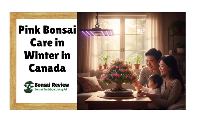 Pink Bonsai Care Winter Canada