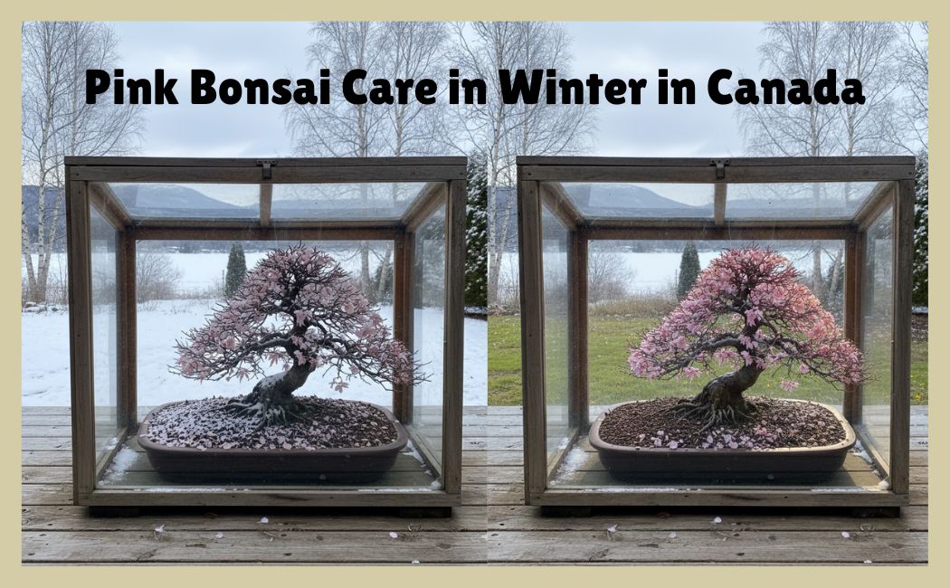 Pink Bonsai Care Winter Canada with bonsai review