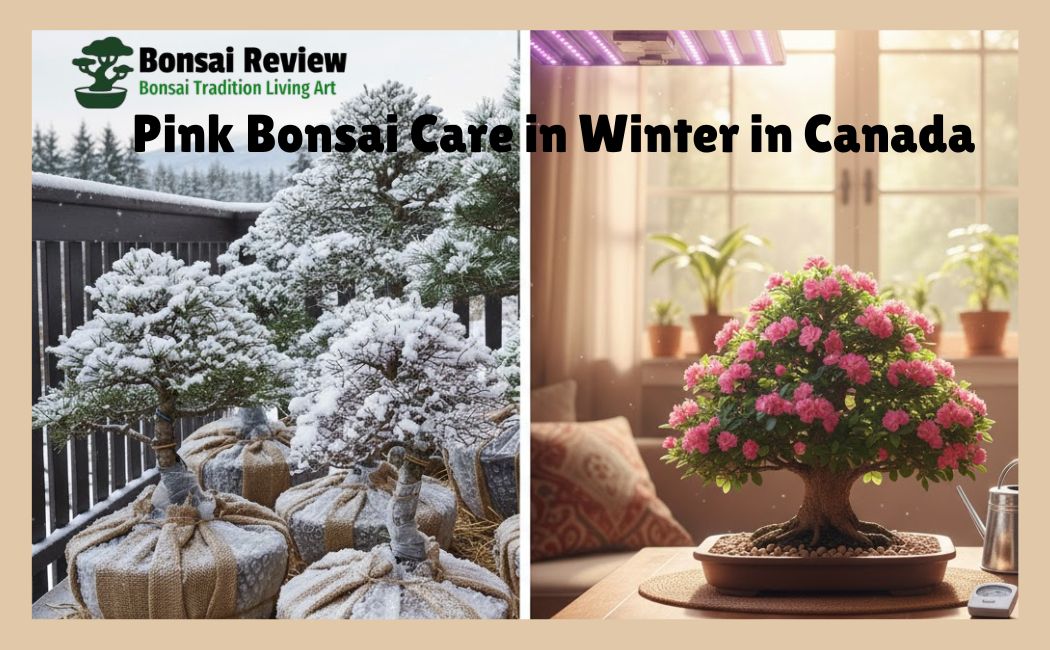 Pink Bonsai Care Winter Canada
