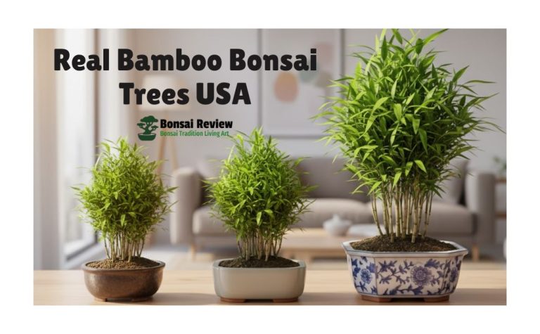 Real Bamboo Bonsai Trees USA with Bonsai Review