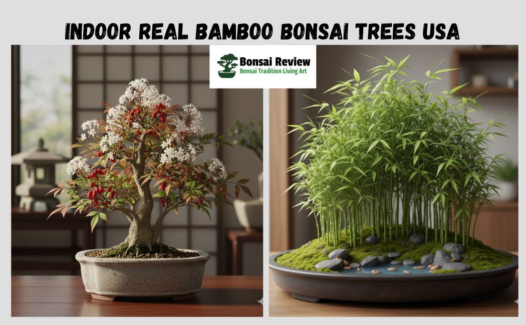 Real Bamboo Bonsai Trees USA Desk Decor with Bonsai Review