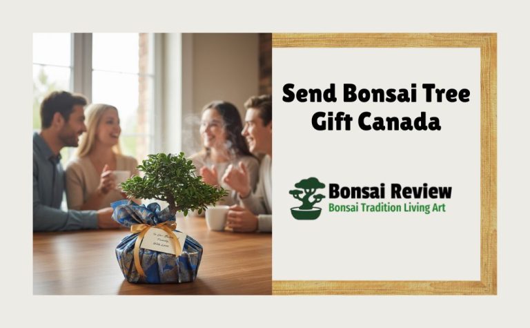 Send Bonsai Tree Gift Canada with Bonsai Review