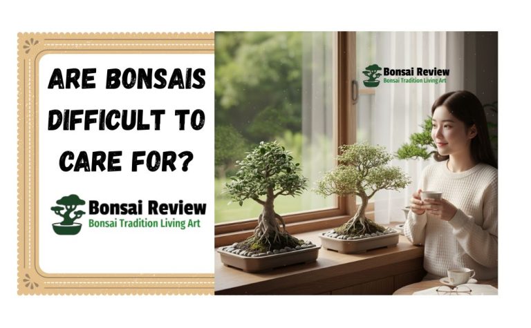 Are Bonsais Difficult to Care For? Get Bonsai Review
