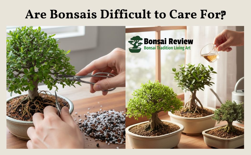 Are Bonsais Difficult to Care For?