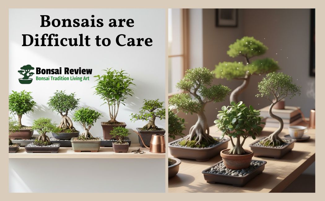 Are Bonsais Difficult to Care For?