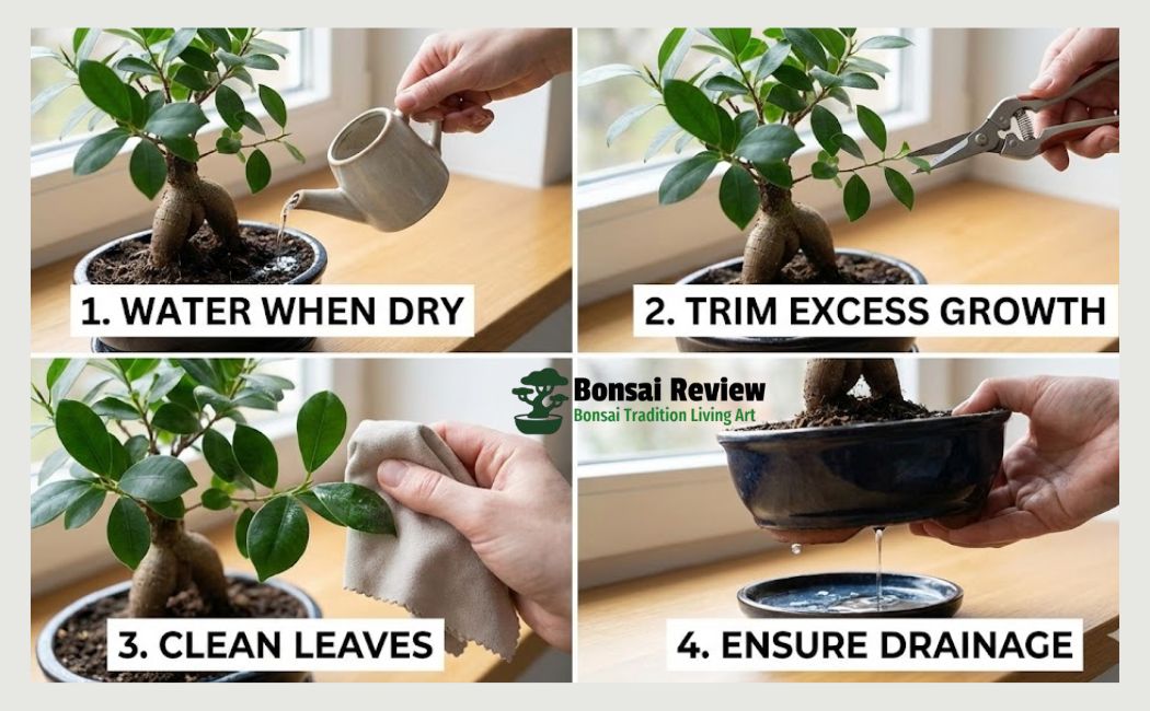 Best Bonsai for Beginners