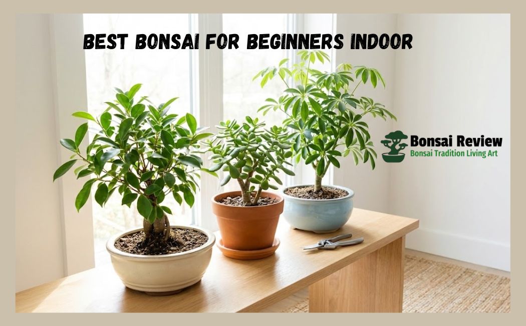 Best Bonsai for Beginners