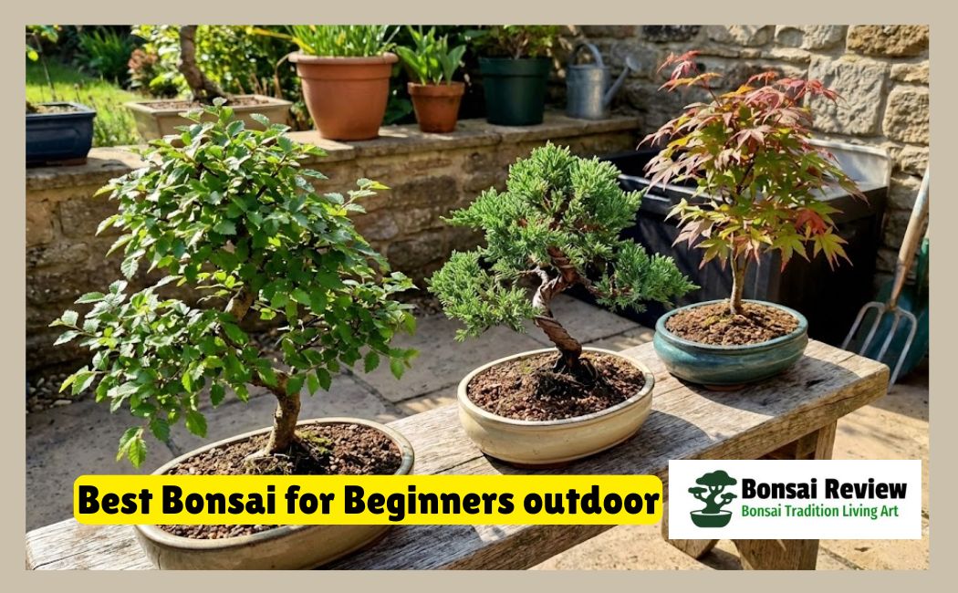 Best Bonsai for Beginners outdoor with Bonsai Review