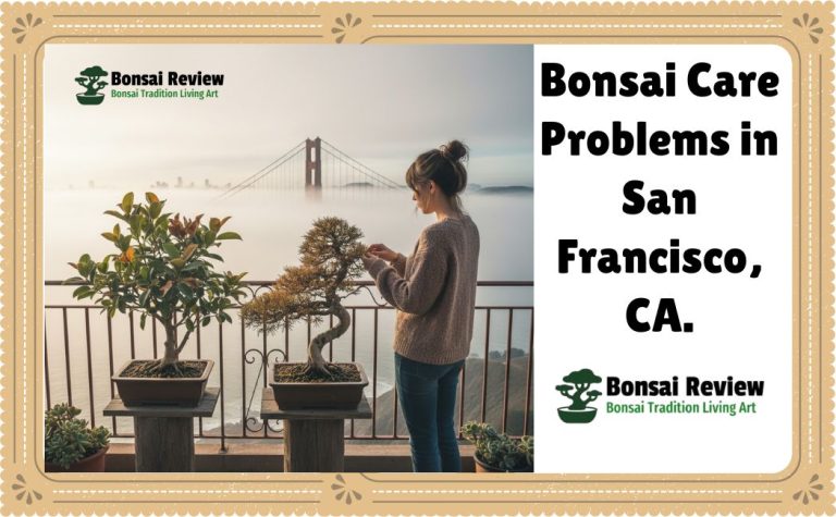 Bonsai Care Problems in San Francisco, CA. with Bonsai Review