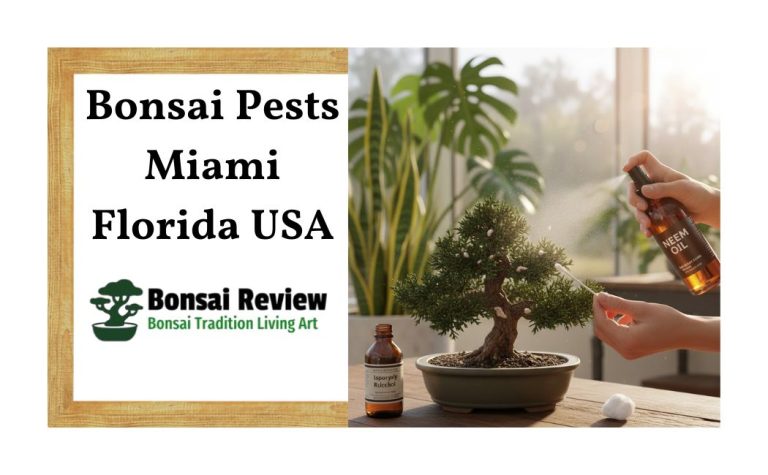 Bonsai pests Miami Florida USA with Bonsai review