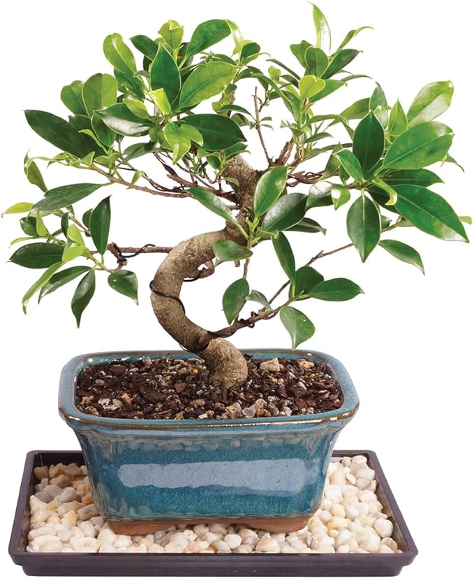 Brussel's Bonsai Live Golden Gate Ficus Indoor Bonsai Tree with Bonsai Review