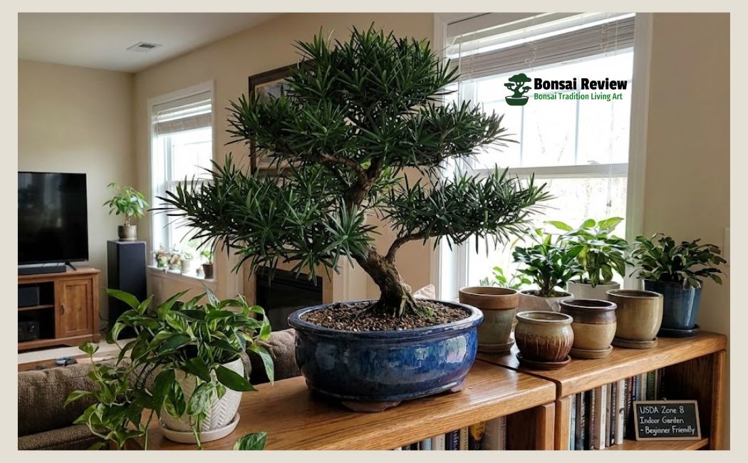 Buy Indoor Bonsai Tree USA Cheap