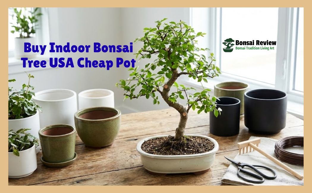 Buy Indoor Bonsai Tree USA Cheap pot and unique product with bonsai review