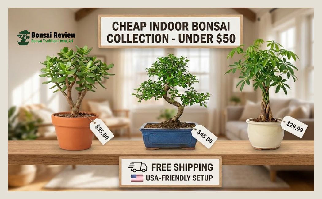 Buy Indoor Bonsai Tree USA Cheap nearby with bonsai review