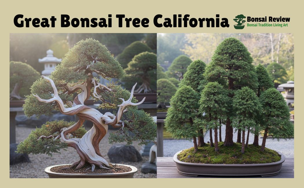Great Bonsai Tree California USA Dwarf Plants with Bonsai review