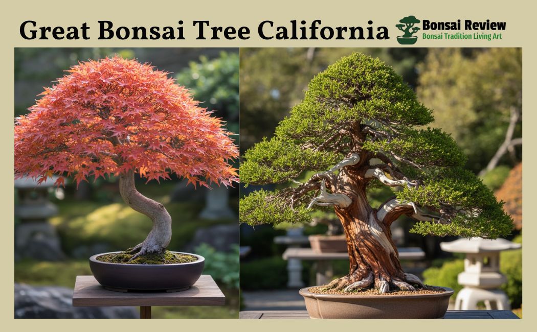 Great Bonsai Tree California USA