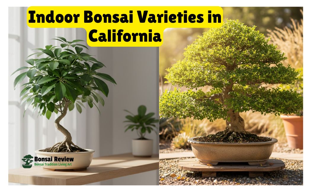 Indoor Bonsai Varieties in California