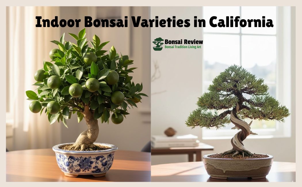 Indoor Bonsai Varieties in California