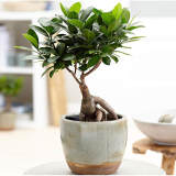 American Plant Exchange Ficus Ginseng Microcarpa – 6-Inch with Pot and Premium Bonsai Tree