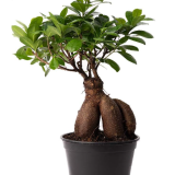 American Plant Exchange Ficus Ginseng Microcarpa – 6-Inch with Pot and Premium Bonsai Tree
