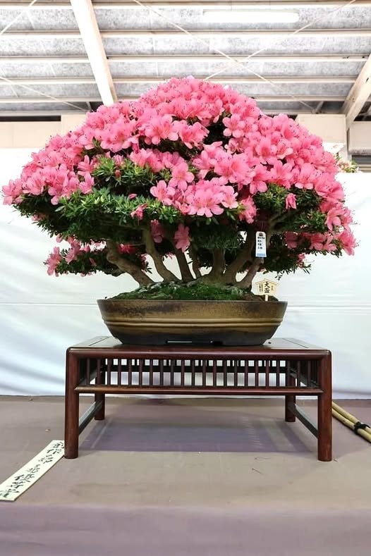 Satsuki Azalea Rare Bonsai Tree with Bonsai Review