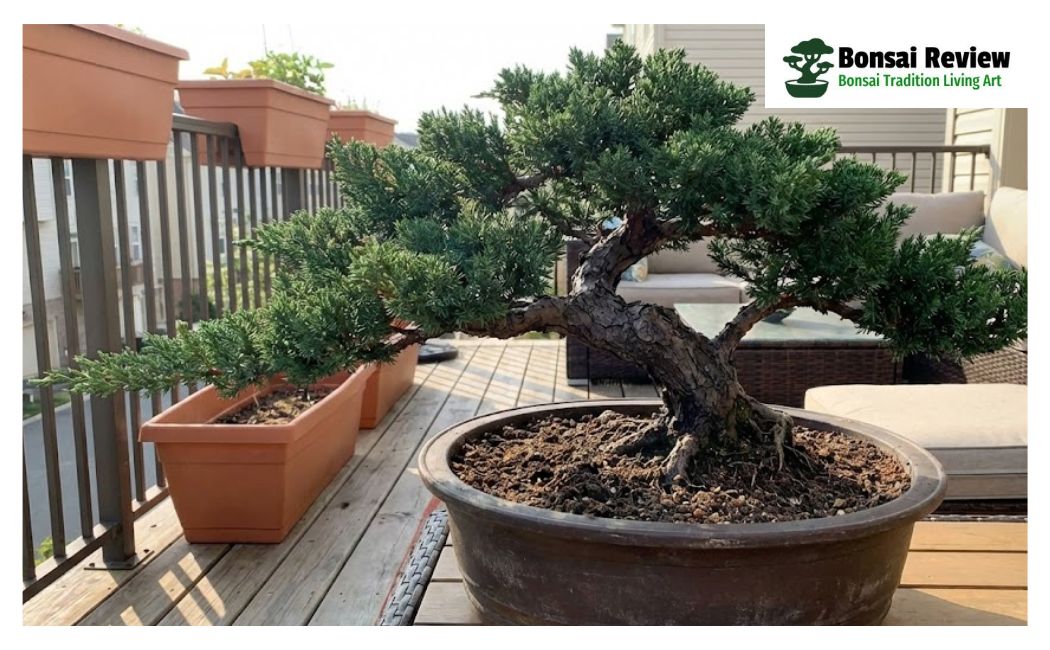 Best Artificial Bonsai Tree Outdoor with Bonsai Review
