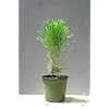 Japanese Black Pine - Bonsai Starter - Pinus thunbergii - 3 - Year Tree with Premium bonsai tree
