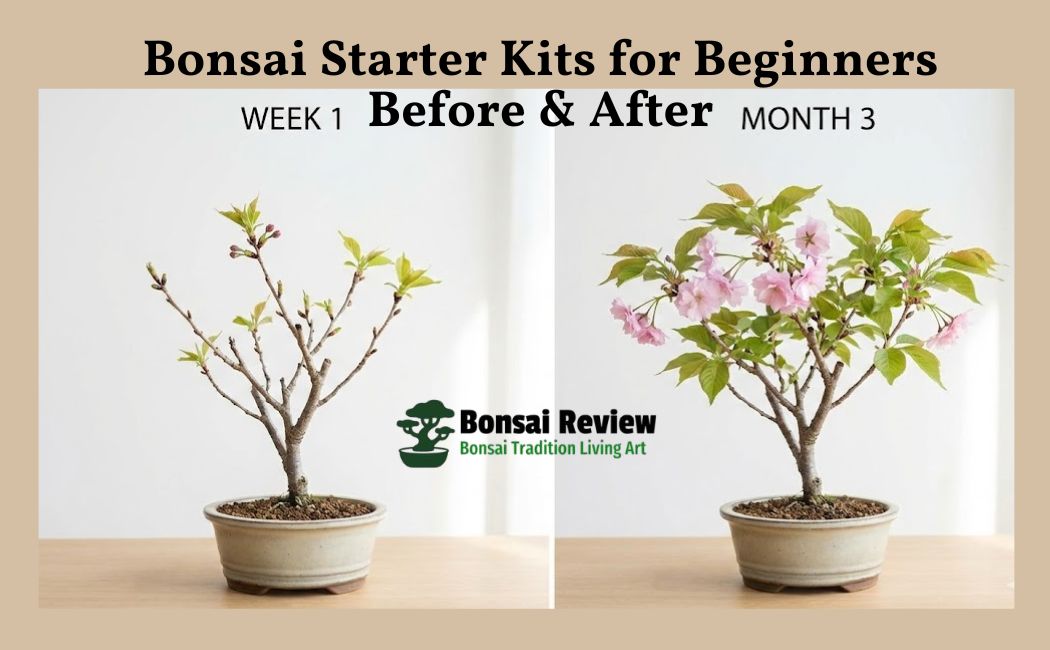 Bonsai starter kits for beginners