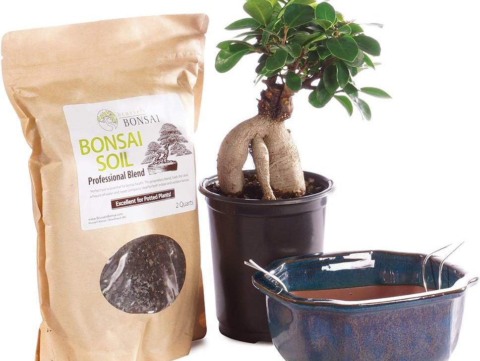 Brussel's Bonsai Live Ginseng Grafted Ficus Bonsai Tree Kit and Bonsai starter kits for beginners with bonsai review