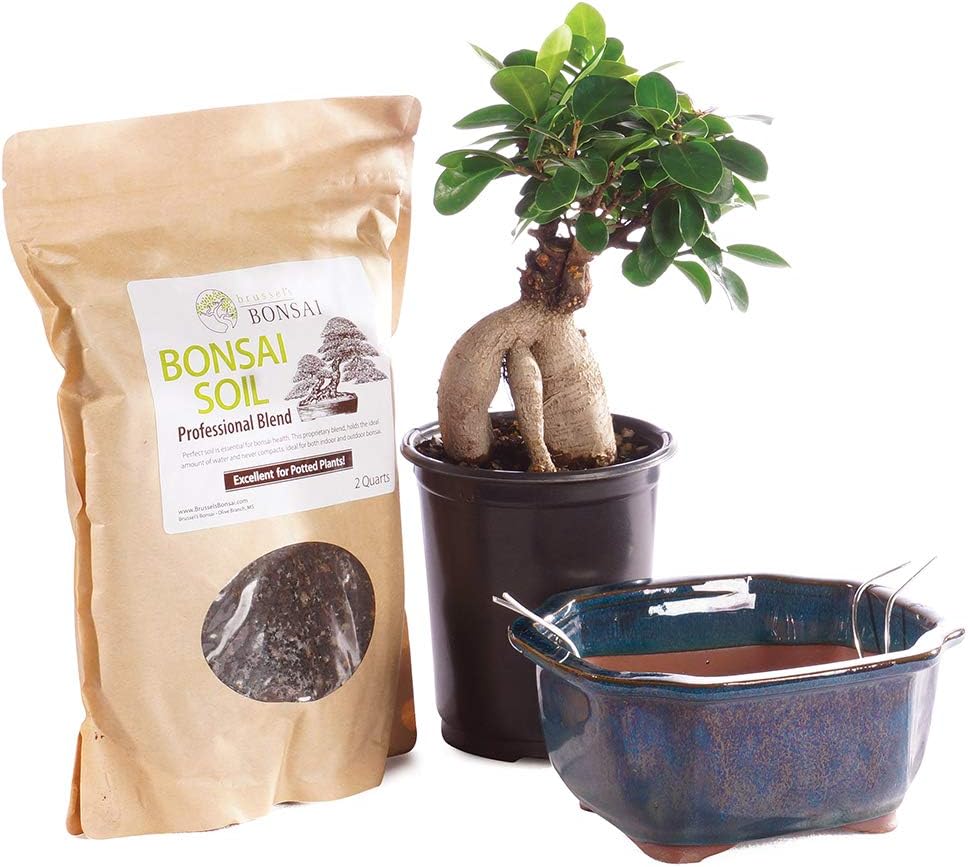 Brussel's Bonsai Live Ginseng Grafted Ficus Bonsai Tree Kit and Bonsai starter kits for beginners with bonsai review