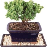 Brussel's Bonsai Live Green Mound Juniper Bonsai Tree with Primum Bonsai Tree