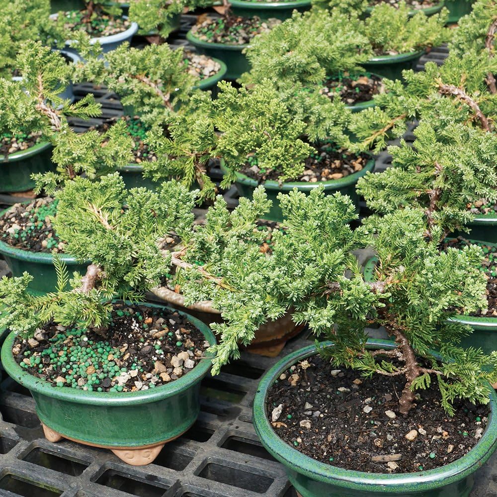 Brussel's Bonsai Live Green Mound Juniper Bonsai Tree with Premium Bonsai Tree