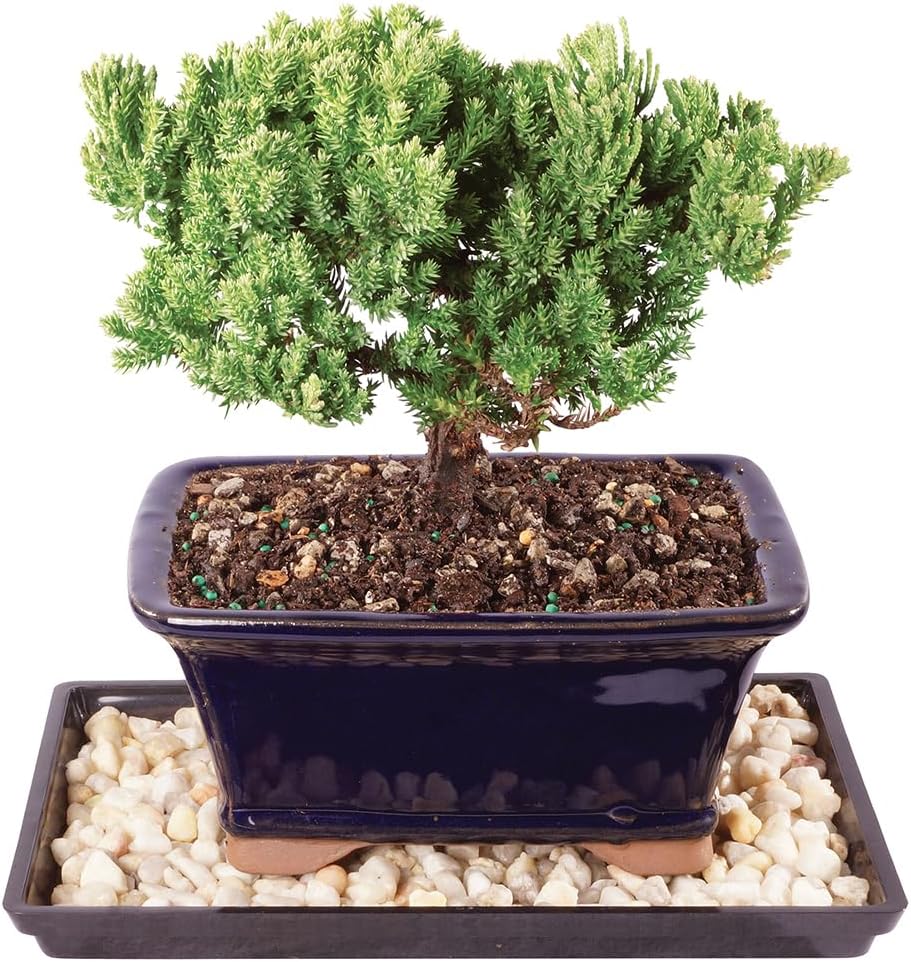 Brussel's Bonsai Live Green Mound Juniper Bonsai Tree with Primum Bonsai Tree