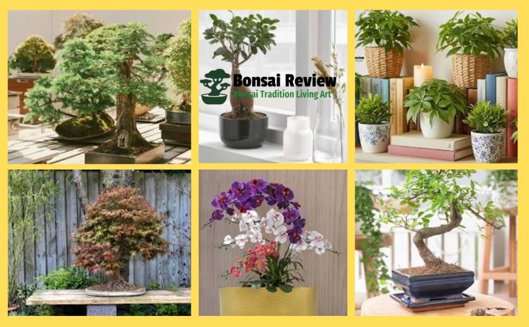 Easy Indoor Bonsai plant with bonsai review