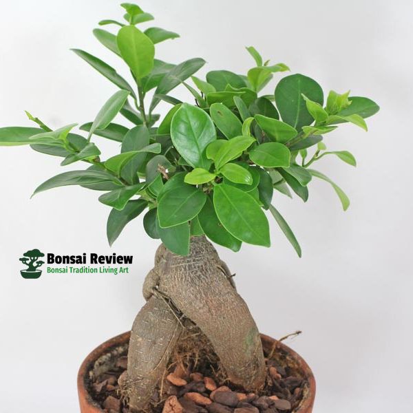 Golden Gate Ficus with Easy indoor bonsai