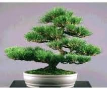 Japanese Black Pine is best Rare Bonsai Tree with Bonsai Review